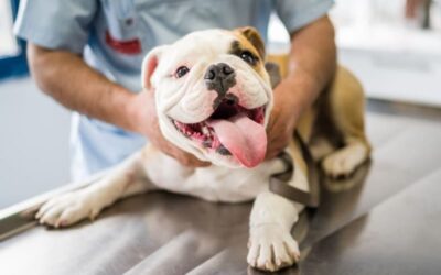 Common Health Issues with Pitbulls and How to Prevent Them